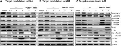 A Dual PI3K/HDAC Inhibitor Downregulates Oncogenic Pathways in Hematologic Tumors In Vitro and In Vivo